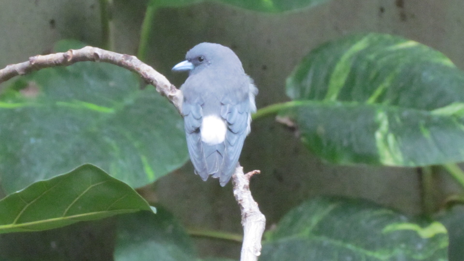 White-breasted Woodswallow