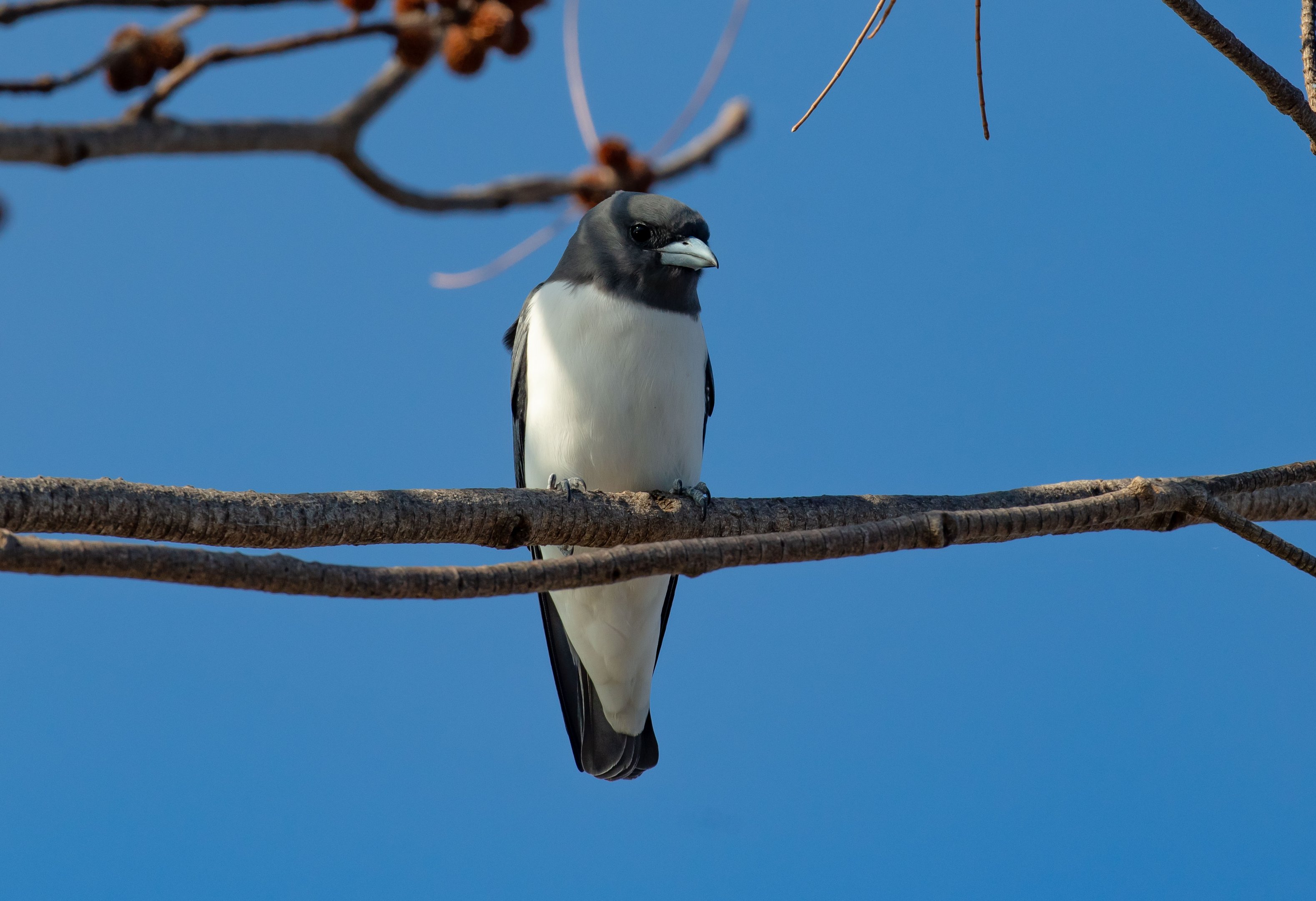White-breasted Woodswallow