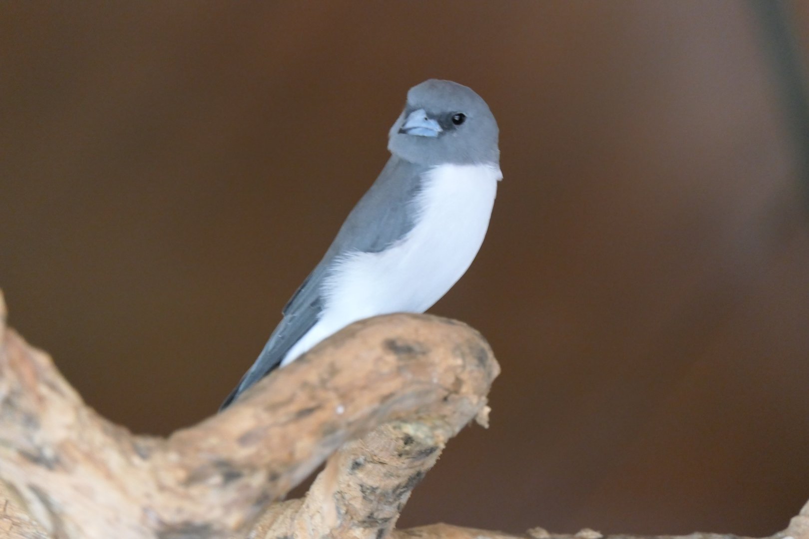 White-breasted Woodswallow