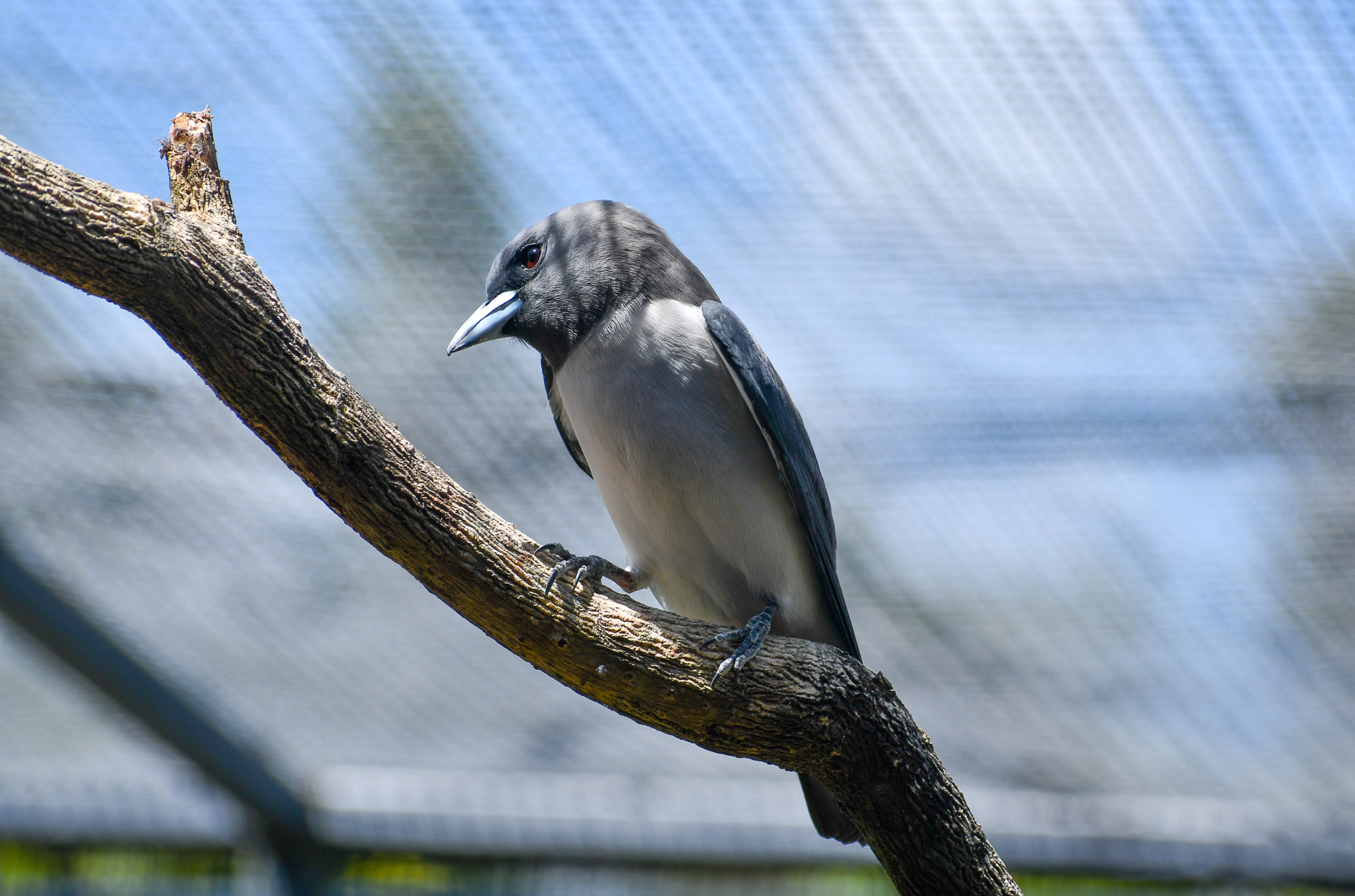White-breasted Woodswallow
