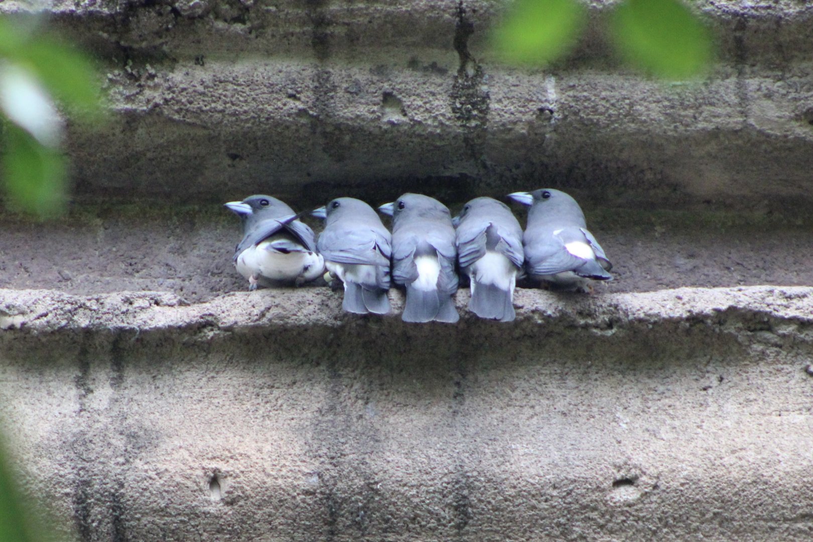 White-Breasted Woodswallows (Artamus leucoryn)