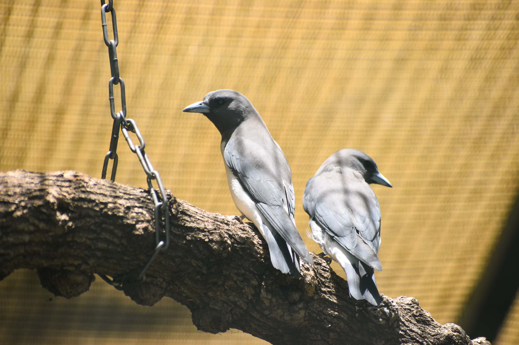 White-breasted Woodswallows (Artamus leucorynchus)