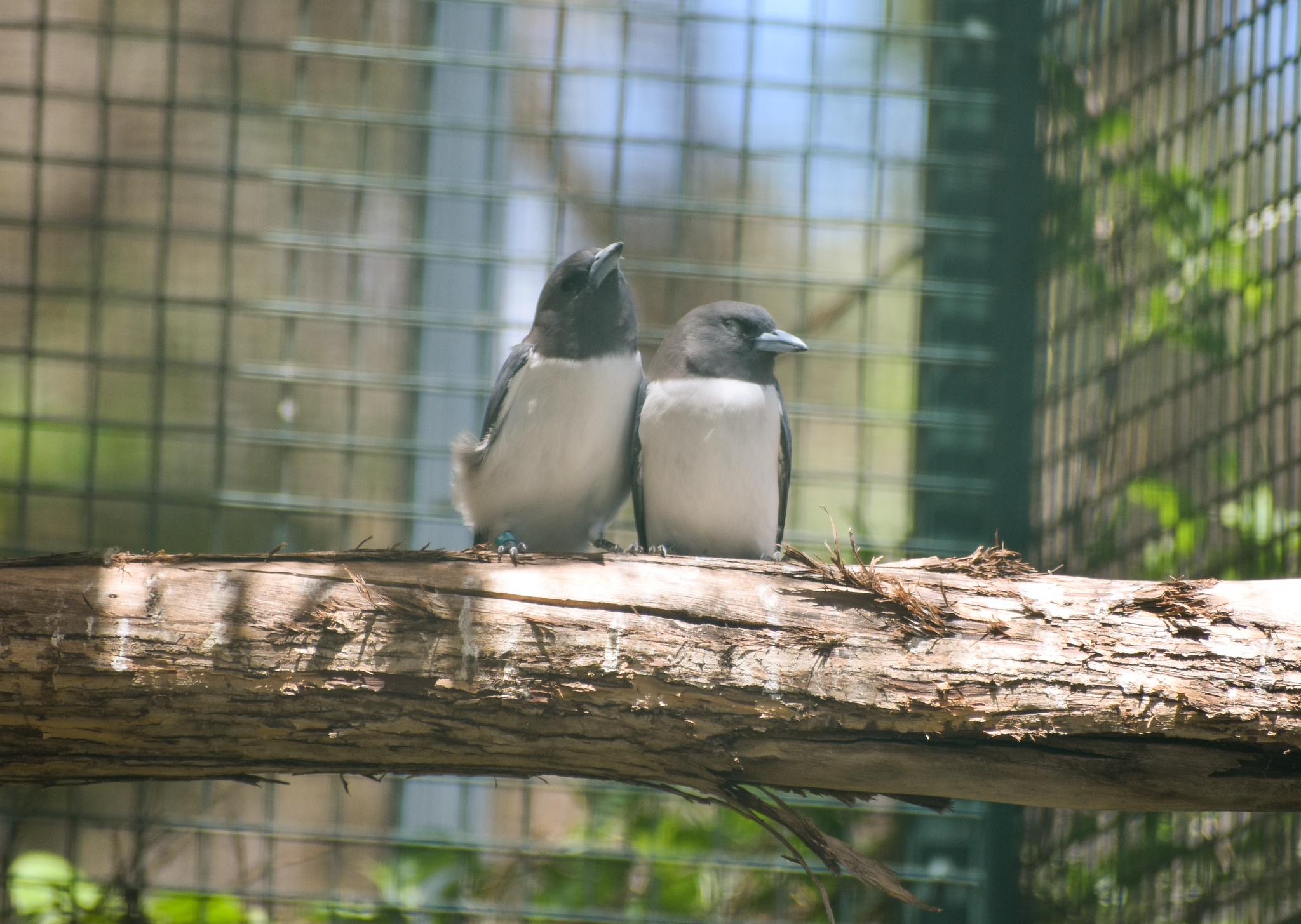 White-breasted Woodswallows (Artamus leucorynchus)