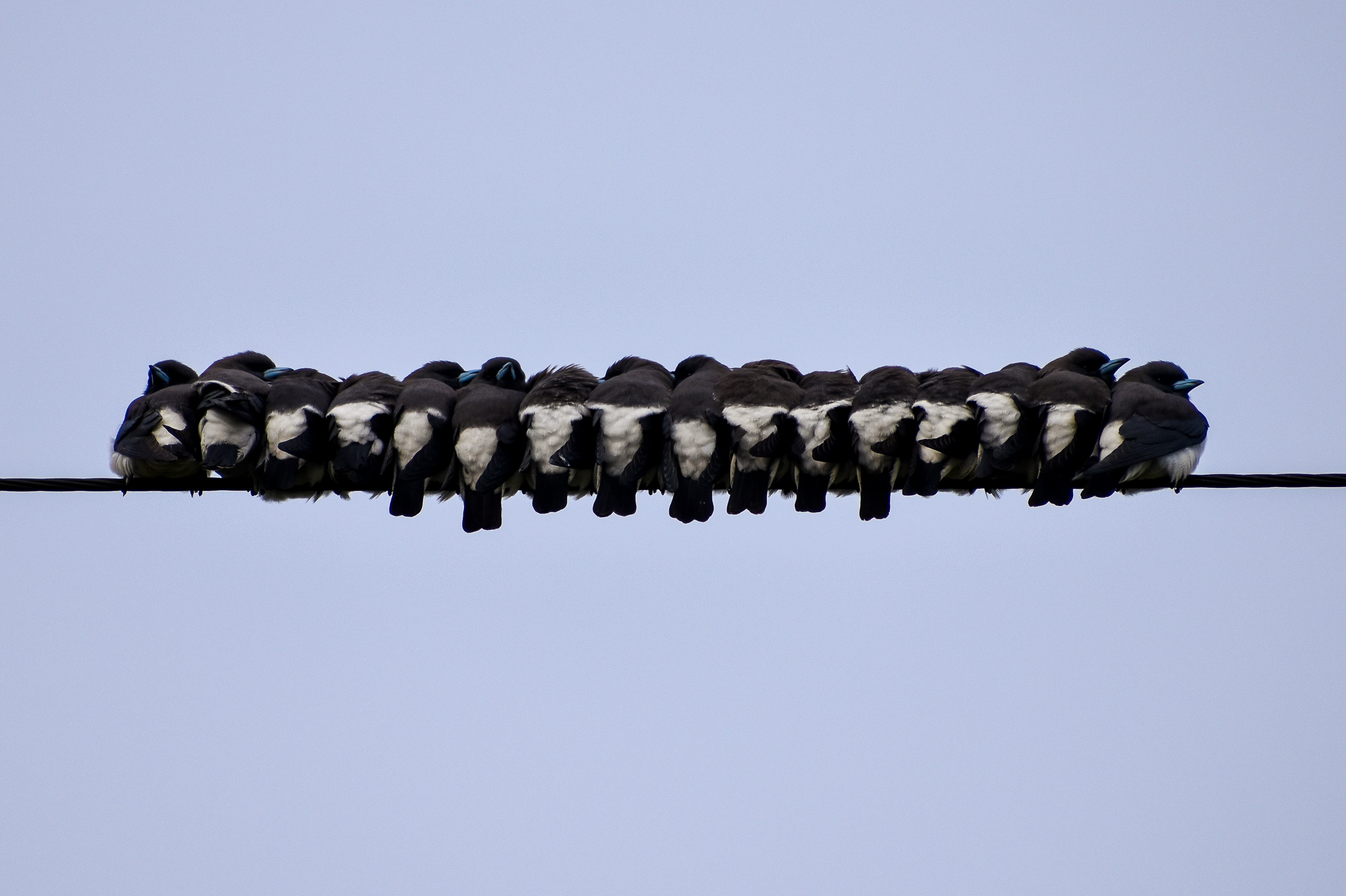 White-breasted Woodswallows (Artamus leucorynchus)