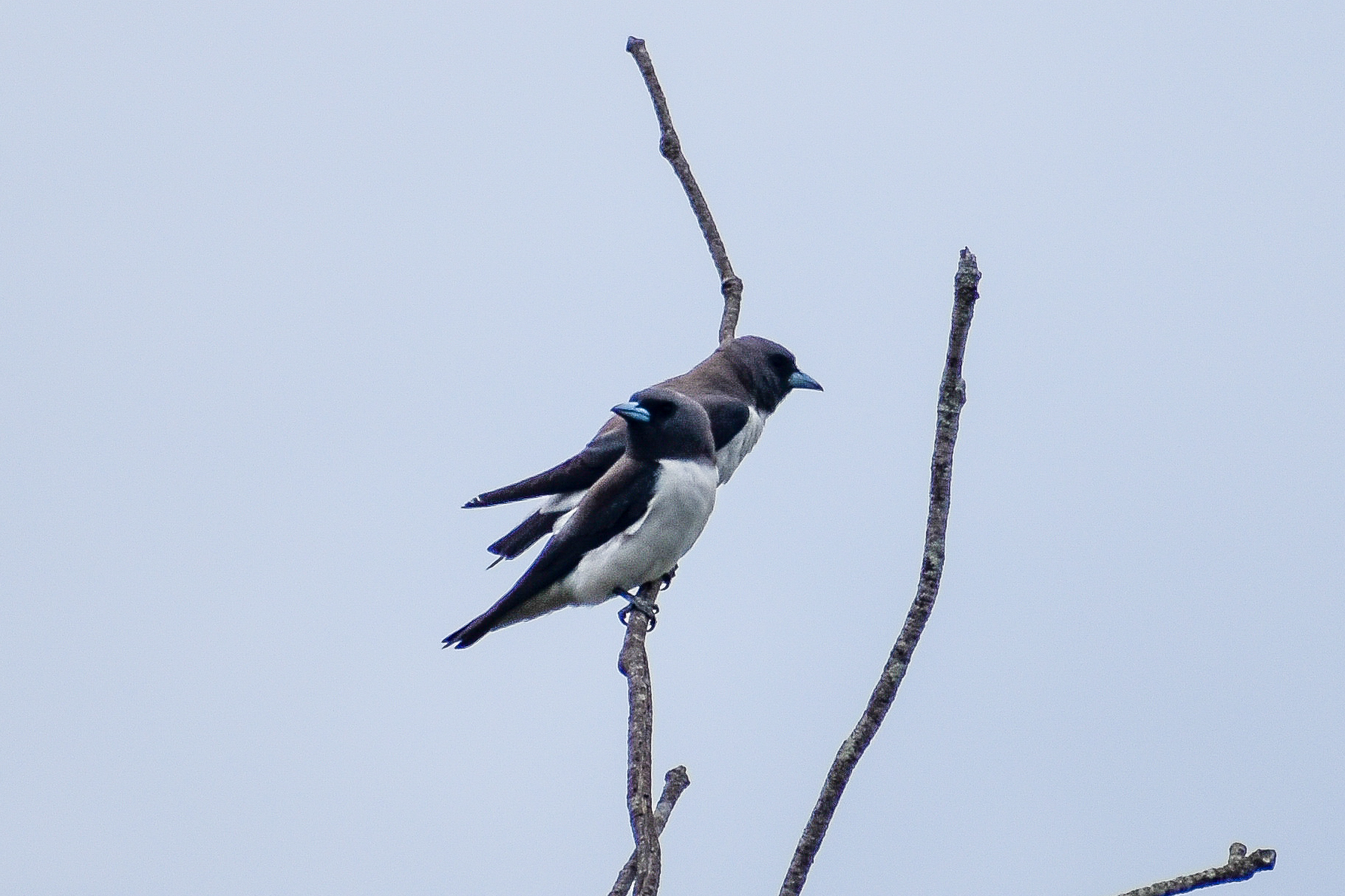 White-breasted Woodswallows (Artamus leucorynchus)