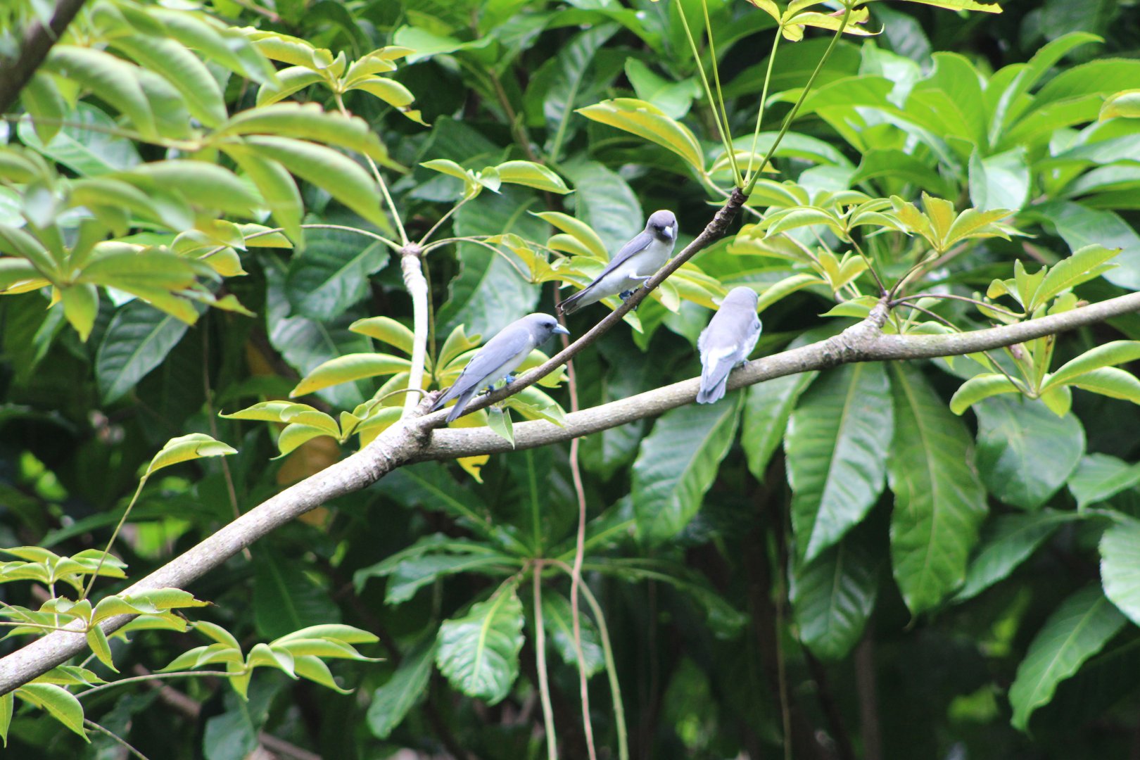 White-Breasted Woodswallows (Artamus leucorynchus)