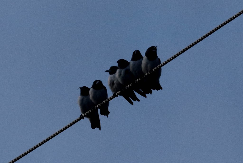 White-breasted Woodswallows at dawn