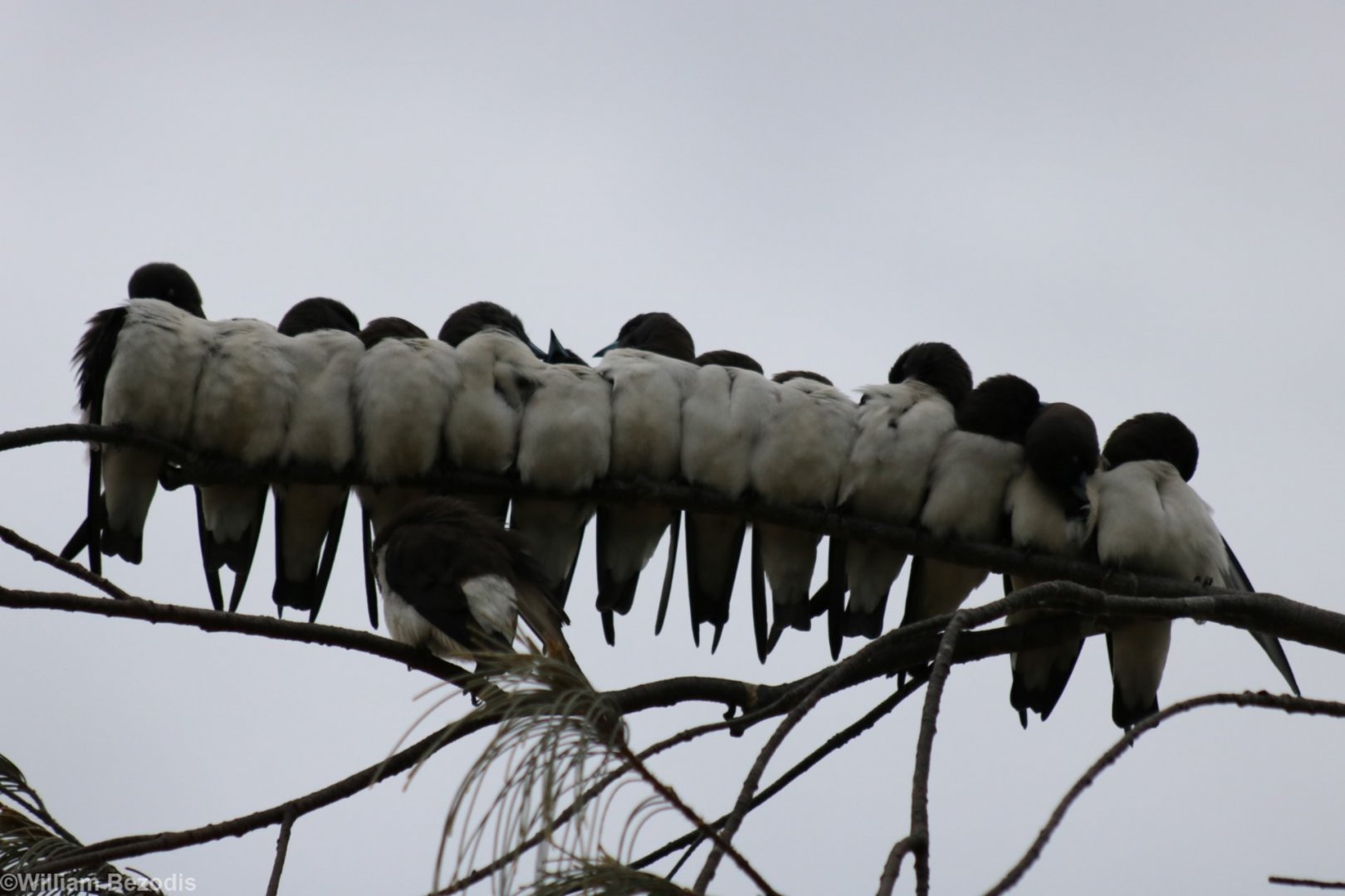 White-breasted Woodswallows in the Morning - Cairns Esplanade