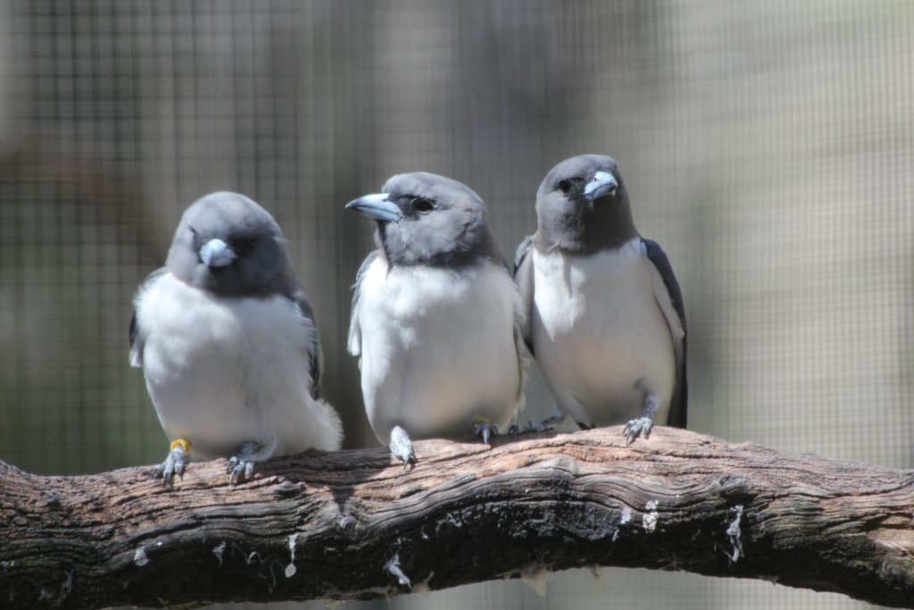 White-breasted Woodswallows