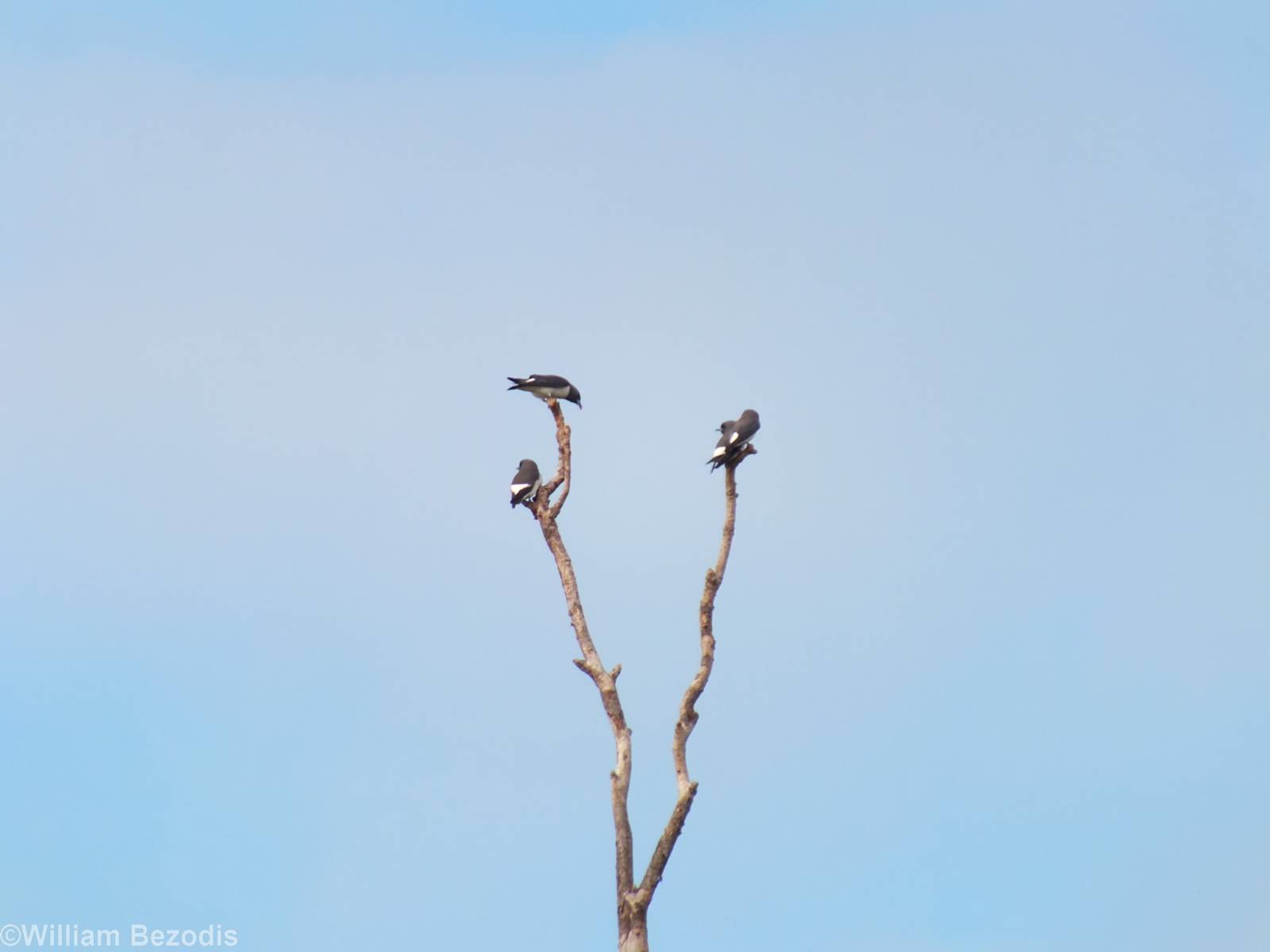 White-breasted Woodswallows