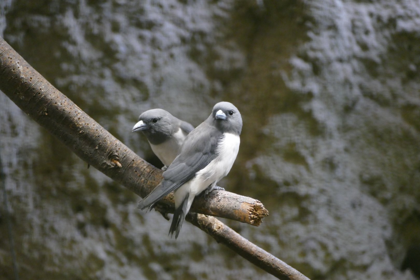 White-breasted woodswallows