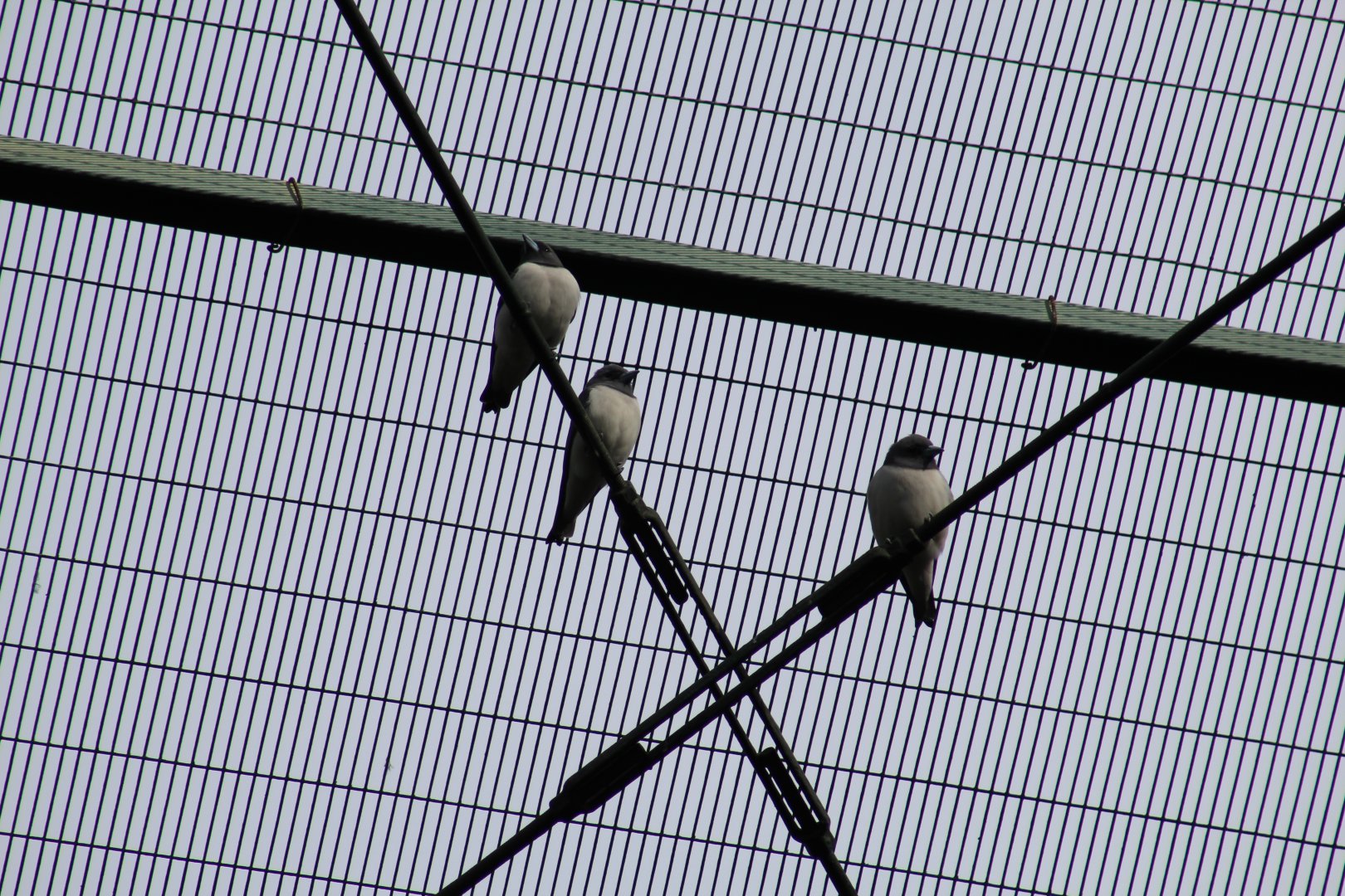 White-Breasted Woodswallows