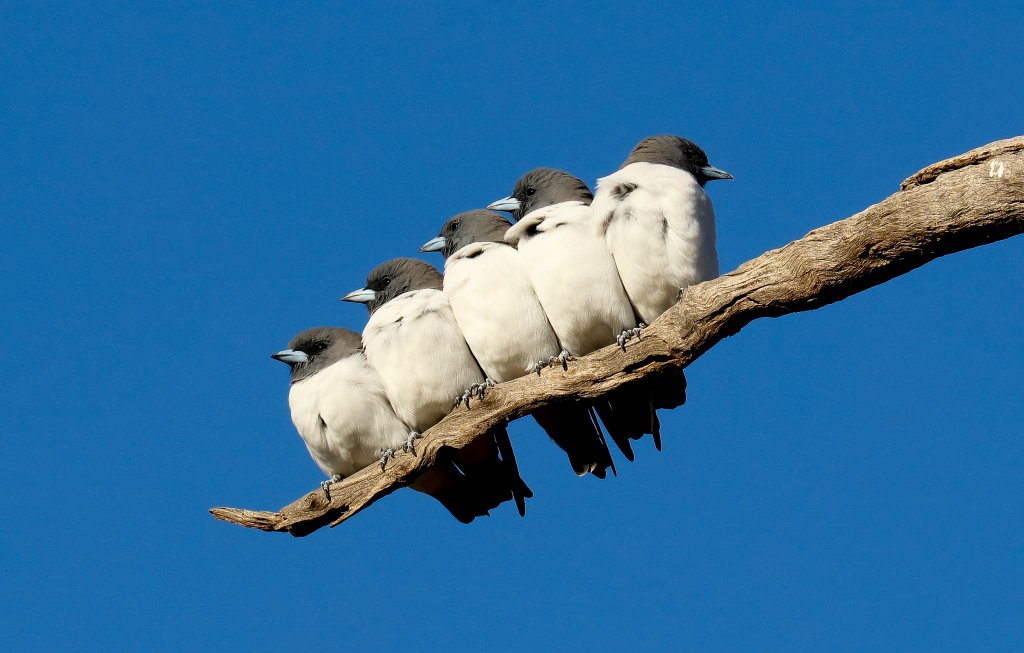White-breasted Woodswallows