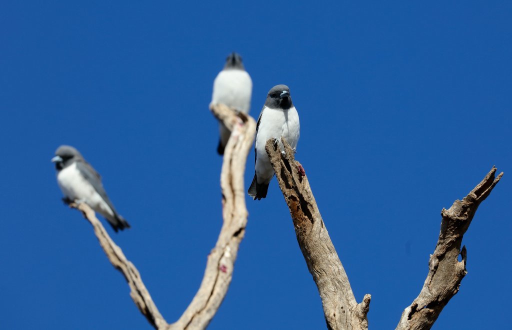 White-breasted Woodswallows