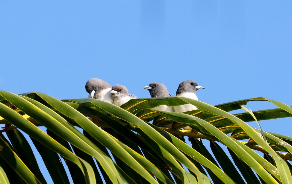 White-breasted Woodswallows