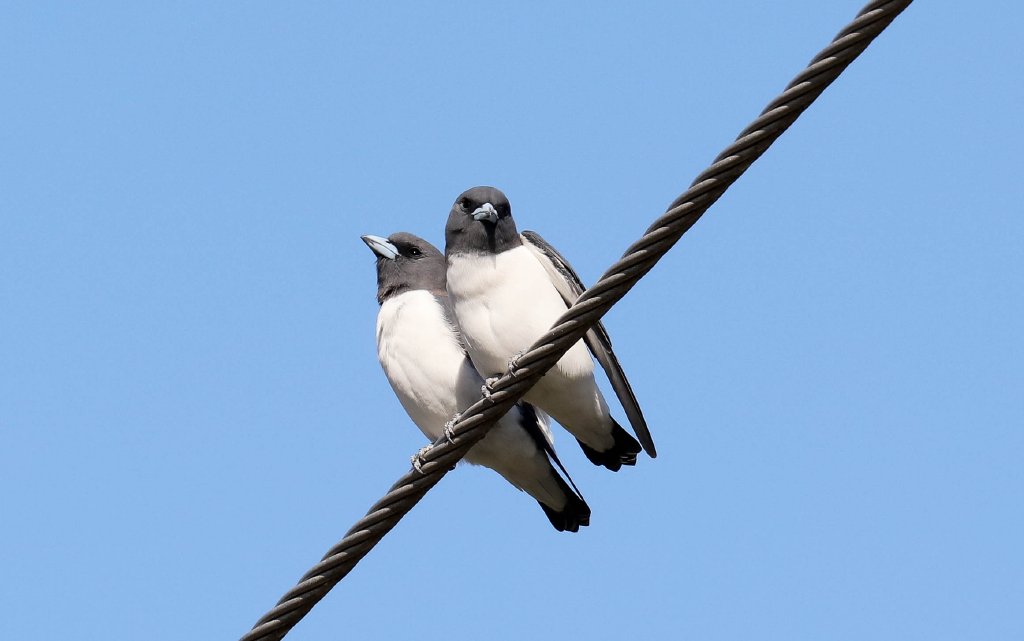 White-breasted Woodswallows