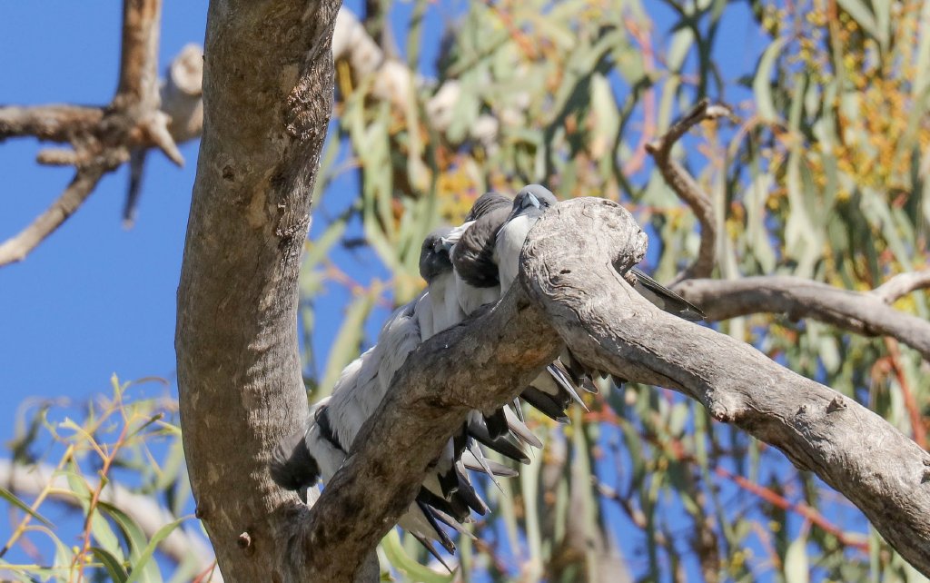 White-breasted Woodswallows