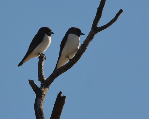 White-breasted woodswallows.