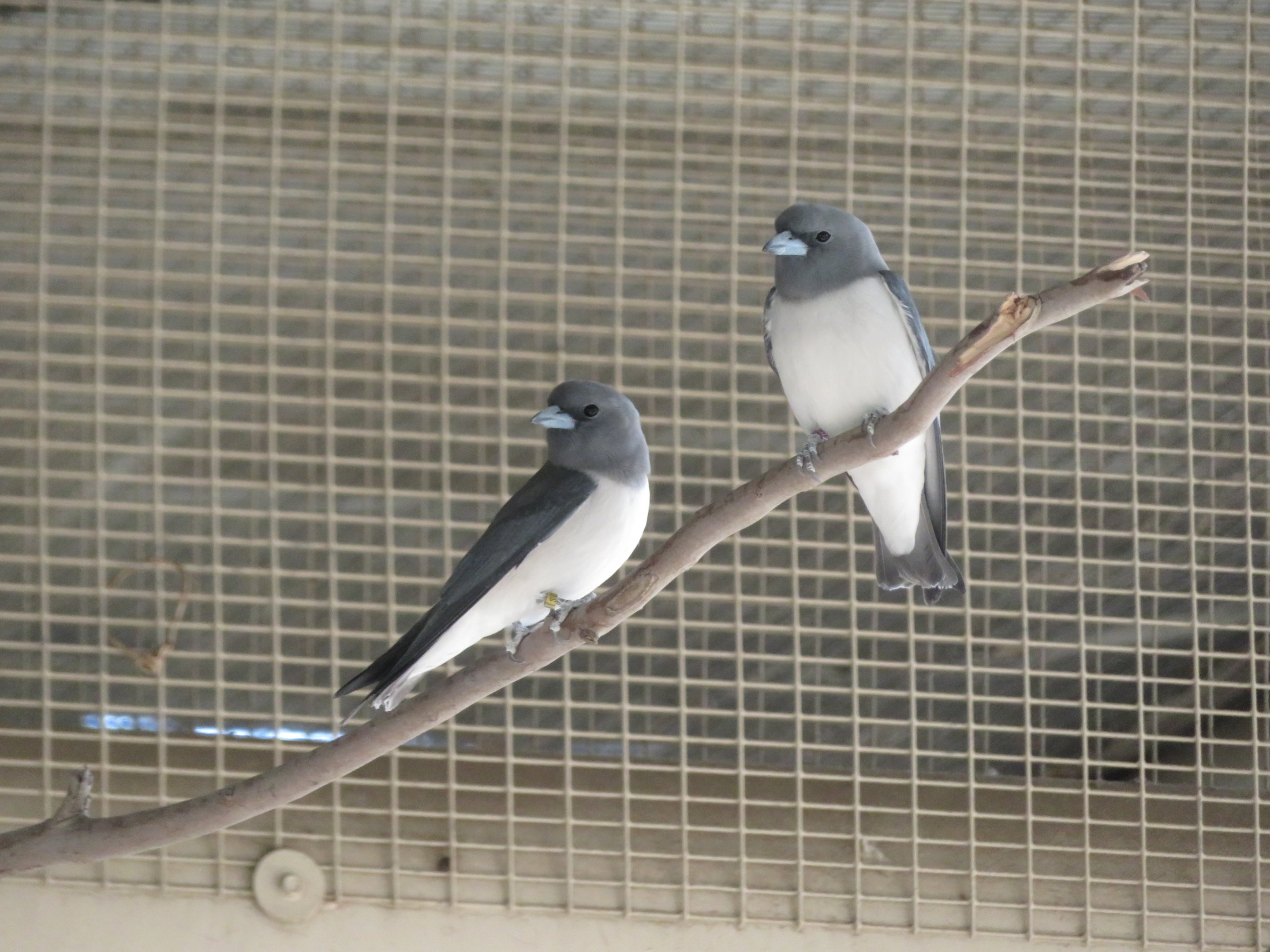 White-breasted Woodswallows
