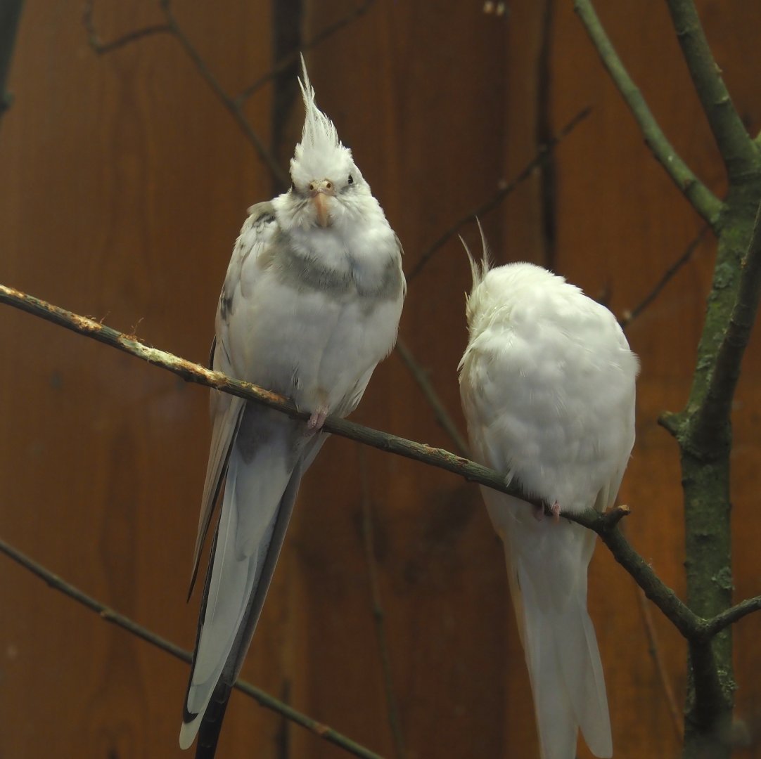 White breeding form Cockatiels (Nymphicus hollandicus), 2024-05-21