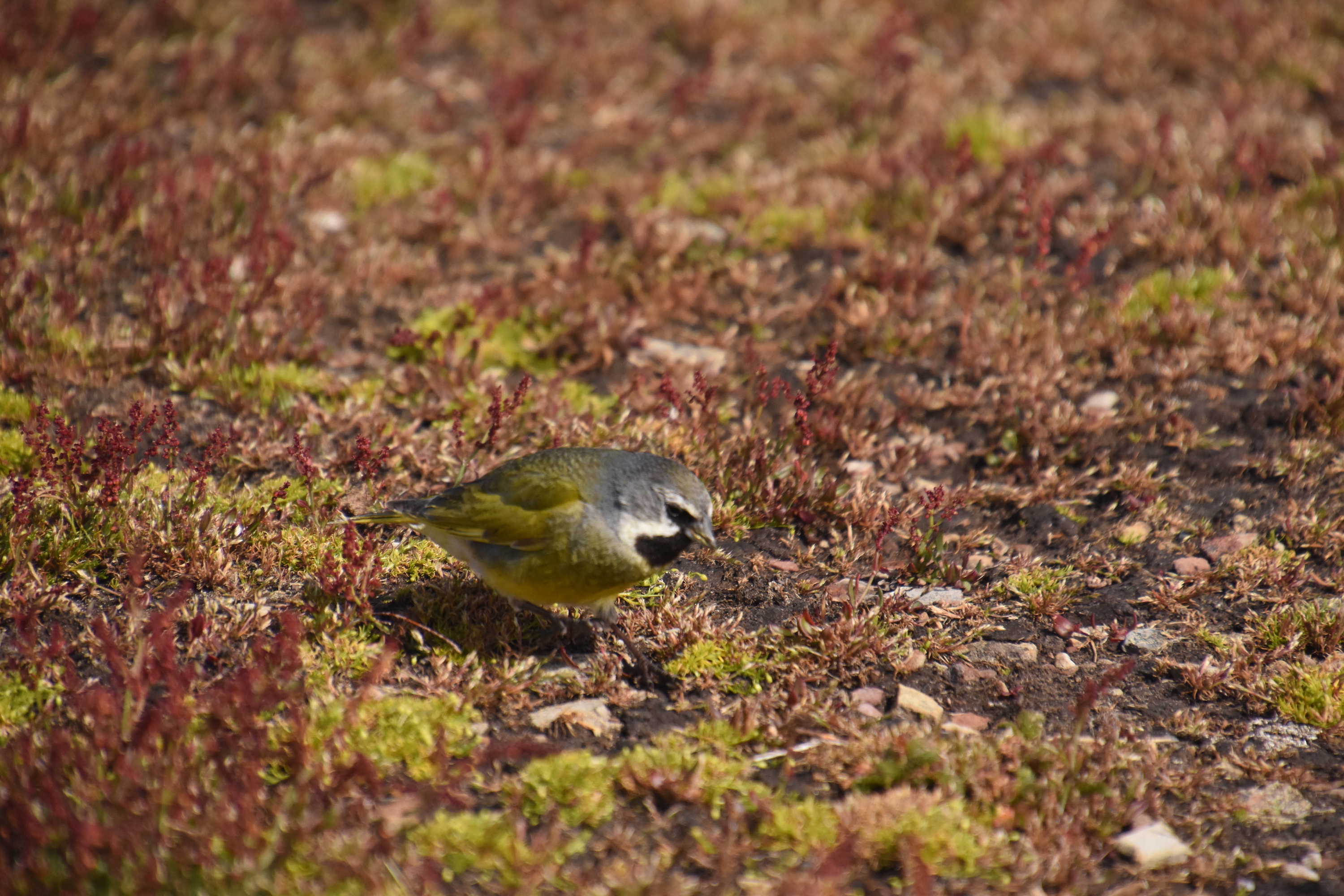 White-bridled finch