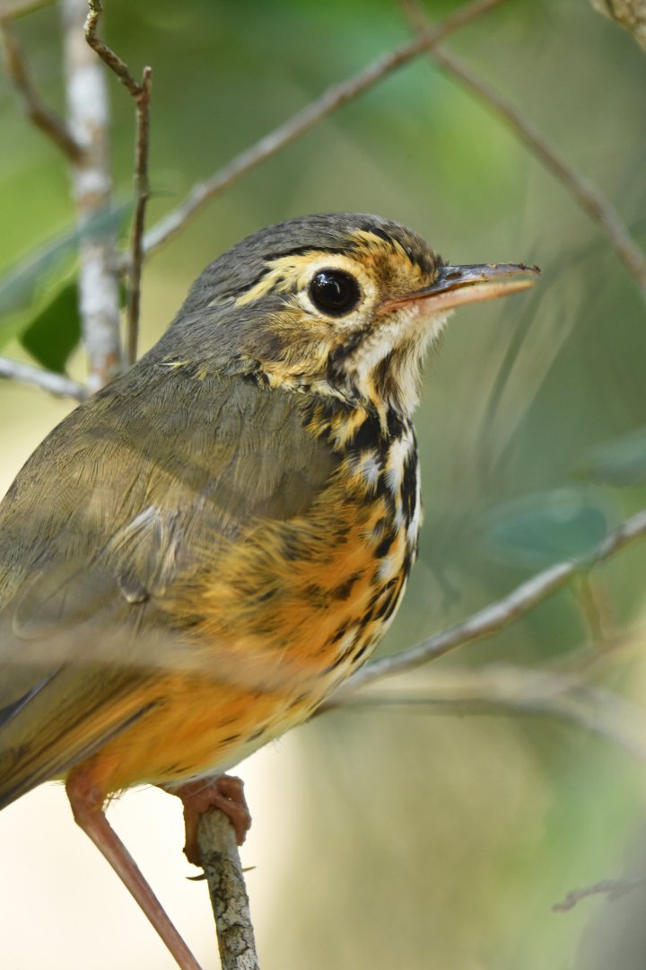 White-browed Antpitta Hylopezus ochroleucus