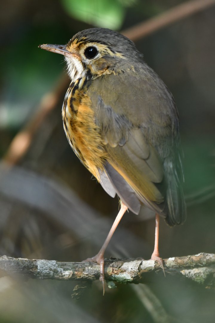 White-browed Antpitta Hylopezus ochroleucus
