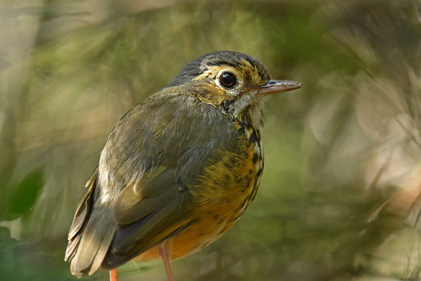 White-browed Antpitta Hylopezus ochroleucus