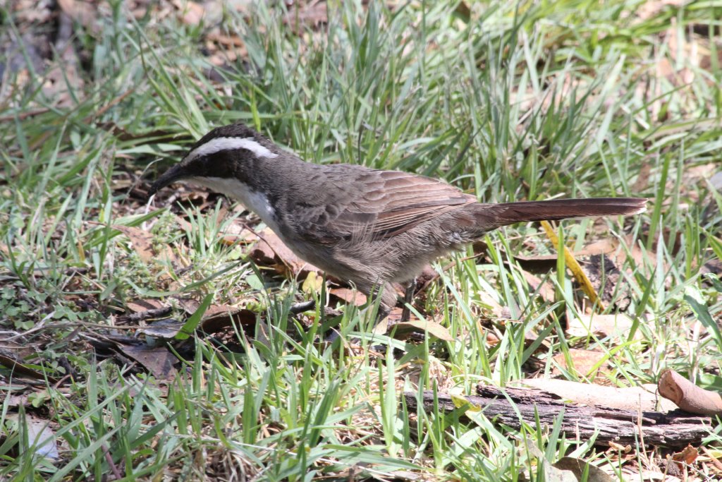 White-browed Babbler - wild