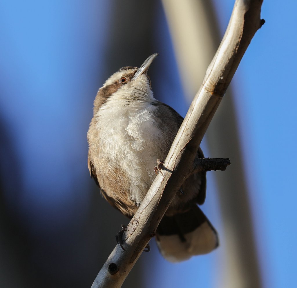White-browed Babbler