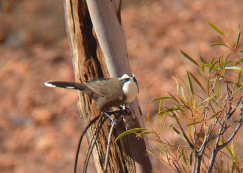 White-browed babbler
