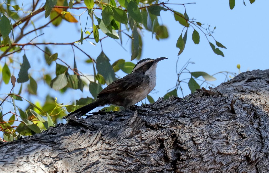 White-browed Babbler