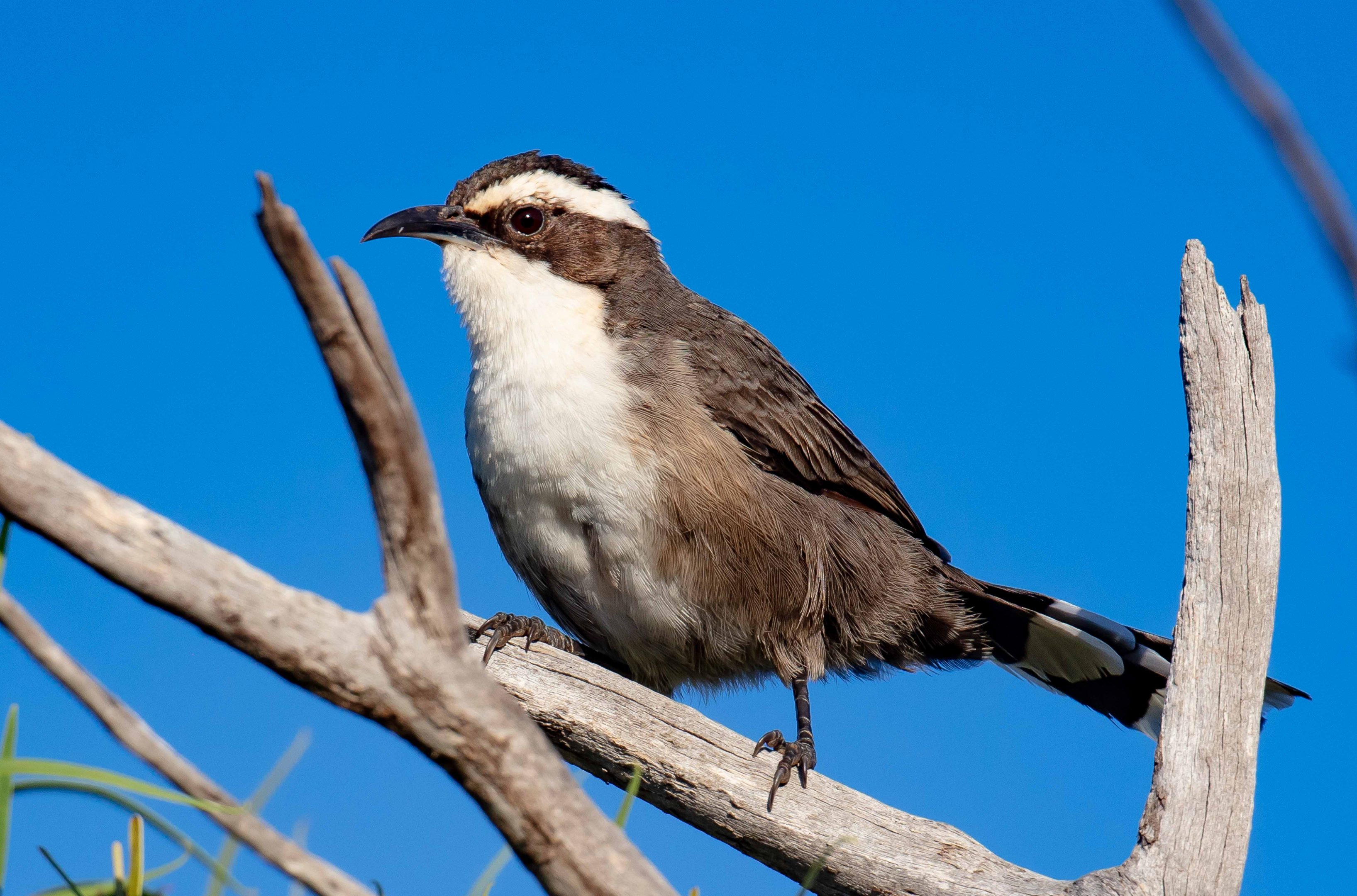 White-browed Babbler