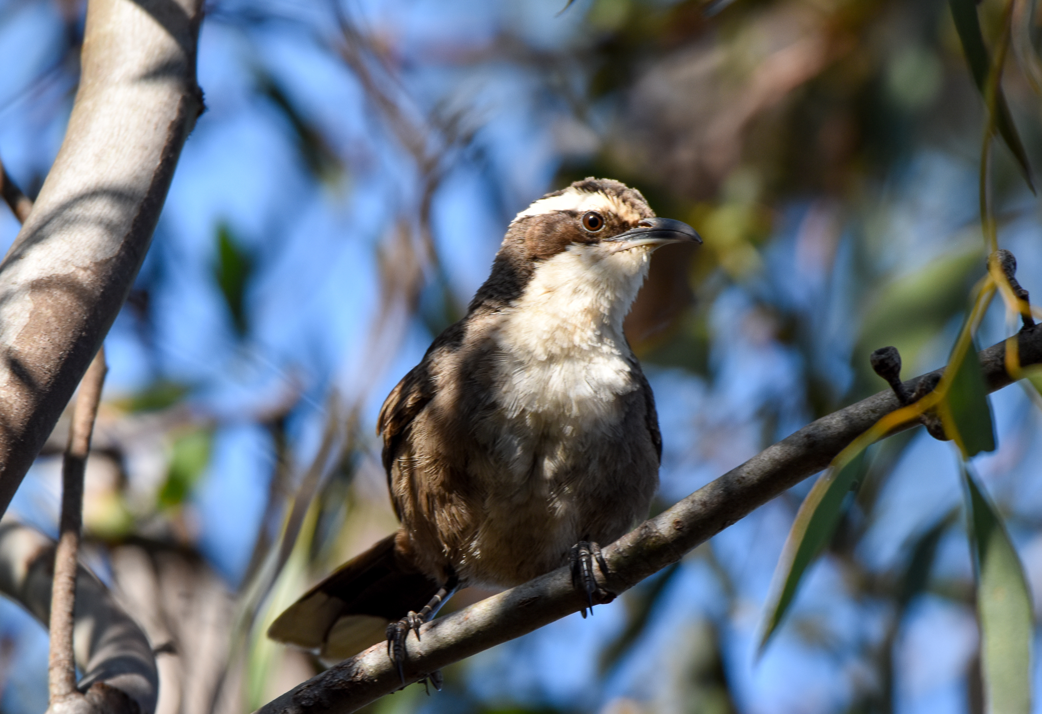 White-browed Babbler