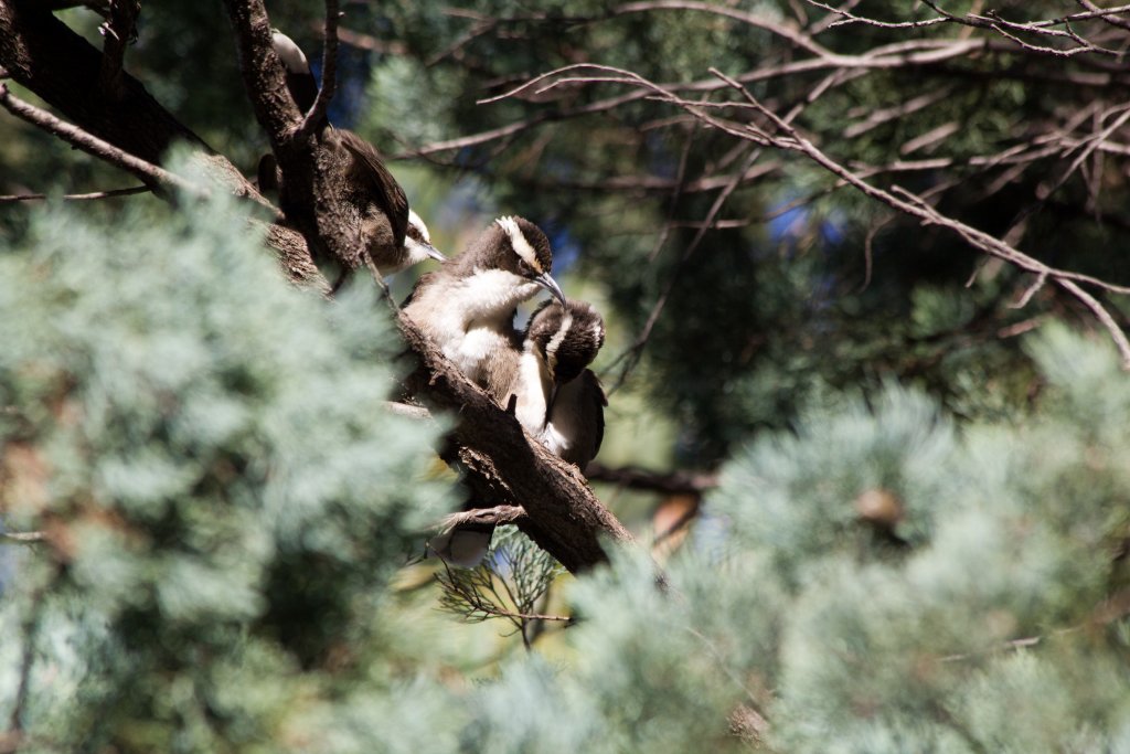 White-browed Babblers