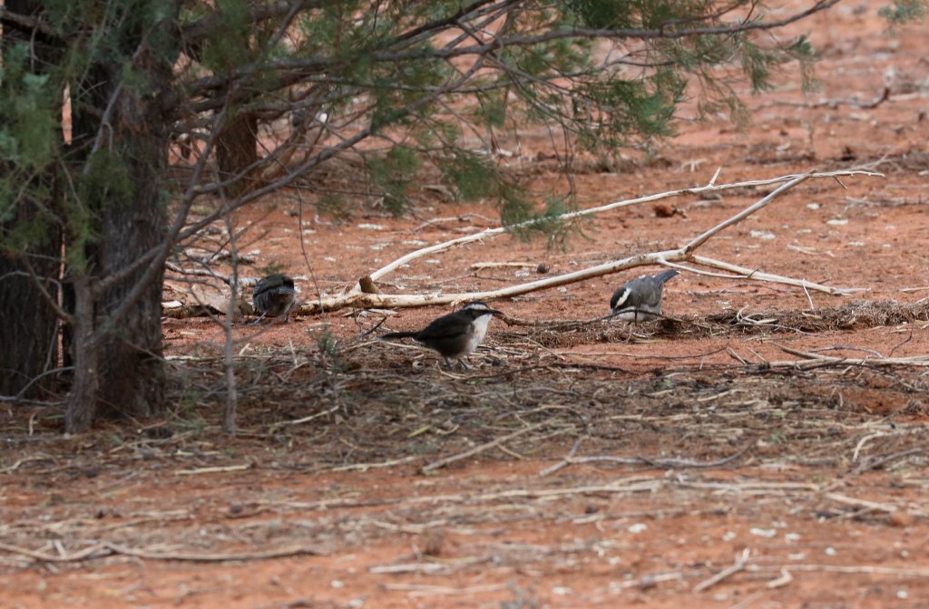 White-browed Babblers