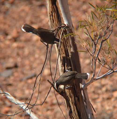 White-browed babblers