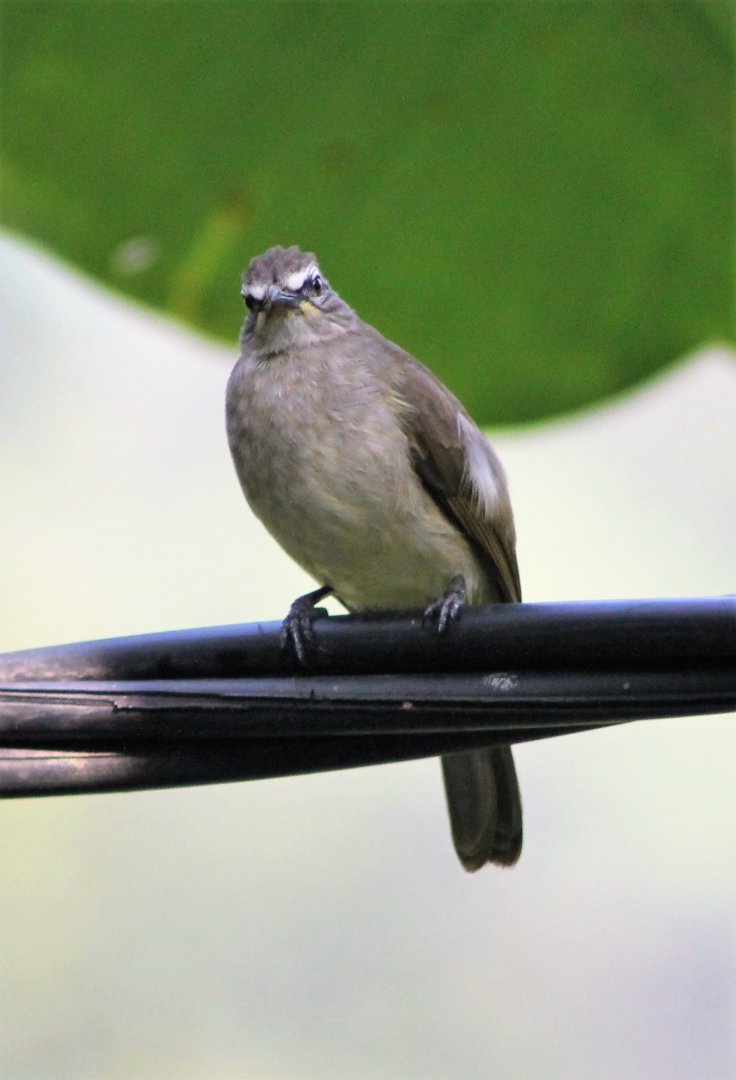 White-browed Bulbul (Pycnonotus luteolus)