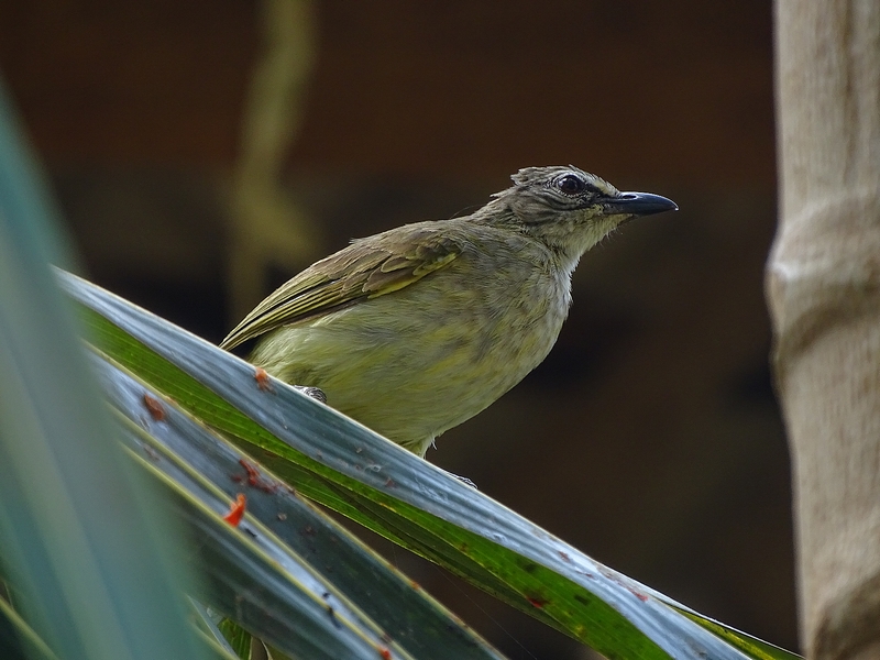 White-browed bulbul