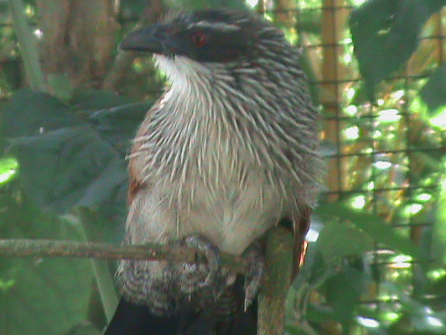 white-browed coucal 100711