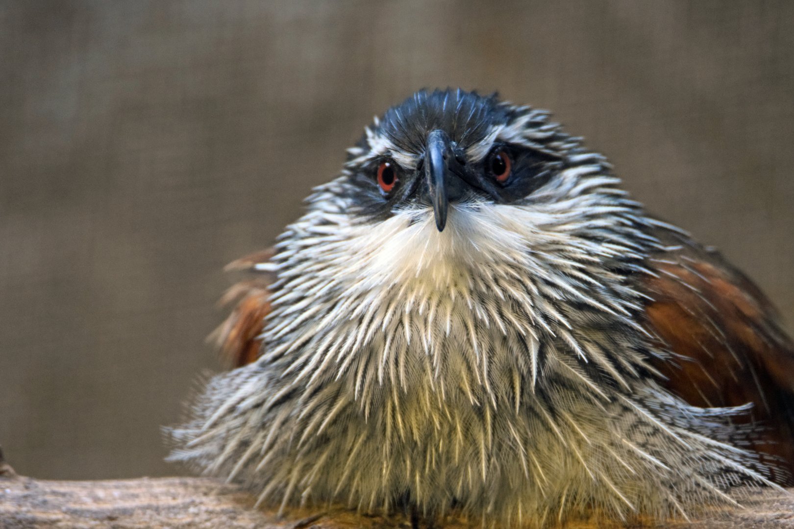 White-browed coucal, 13.10.2019