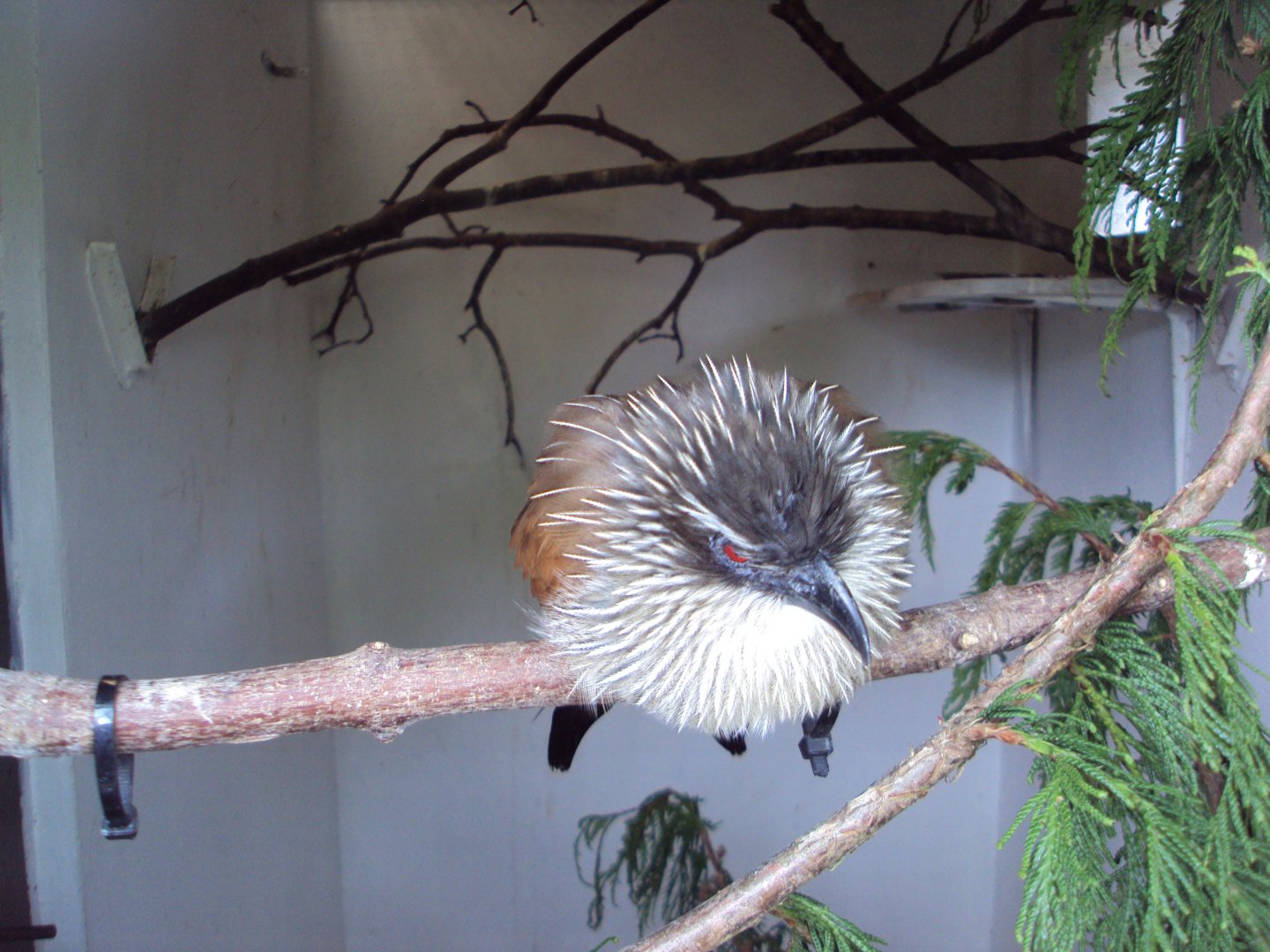 White-browed Coucal 23/06/2019
