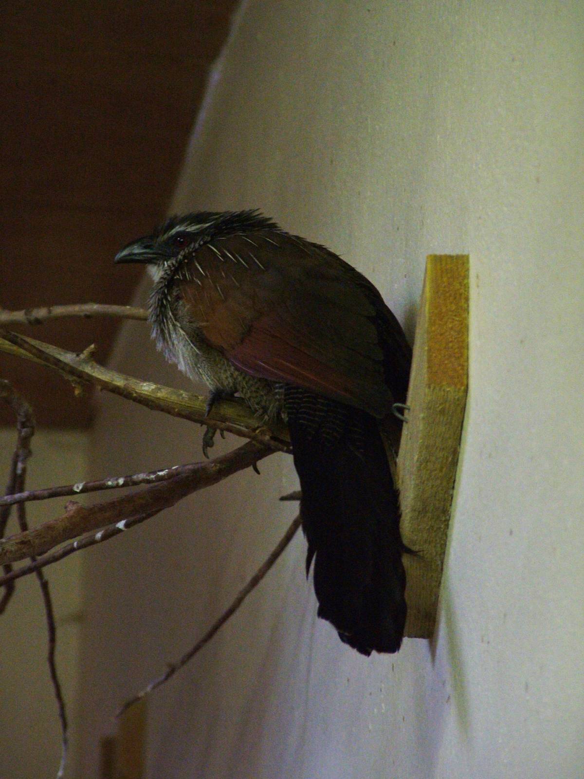 White-browed Coucal at Blackpool 26/03/10
