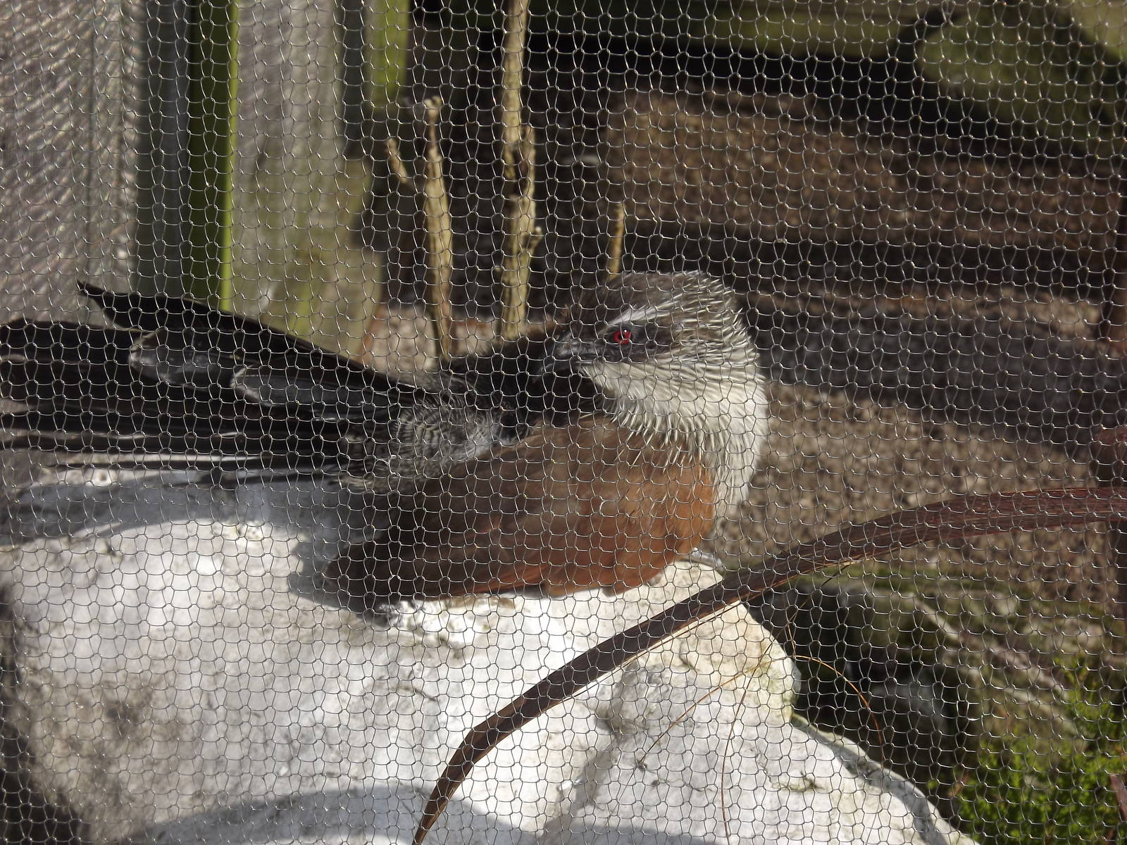 White Browed Coucal at Blackpool Zoo 25/03/12