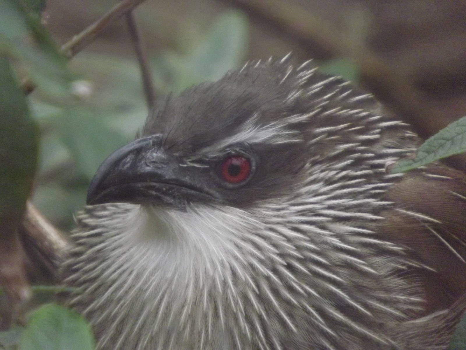 White Browed Coucal at Blackpool Zoo 26/02/12