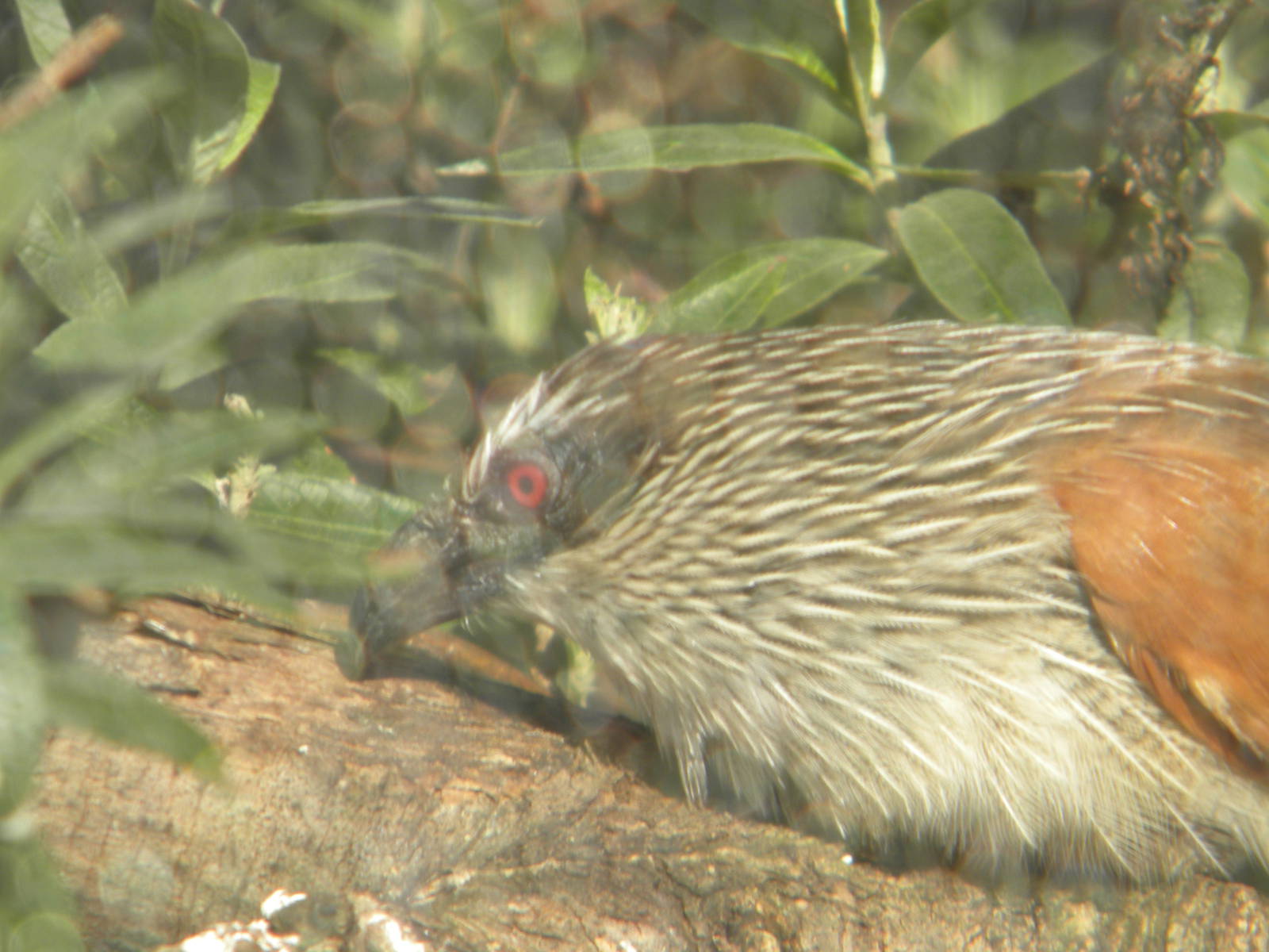 White Browed Coucal at Blackpool Zoo 6th March 2011