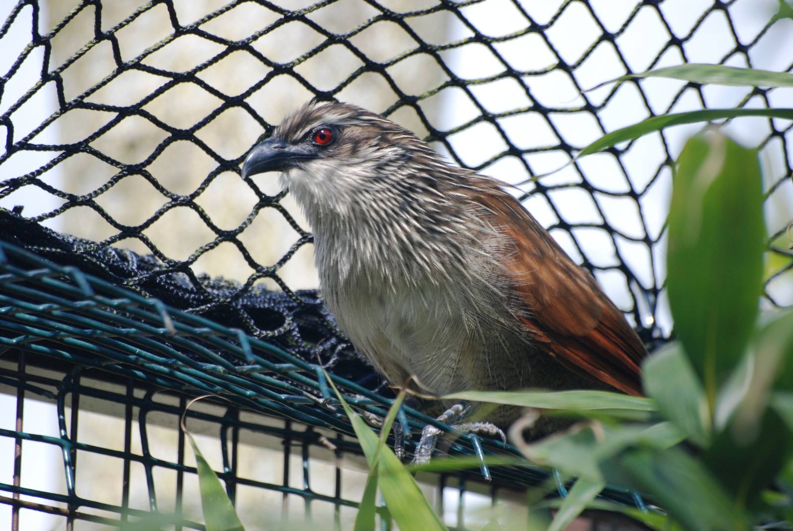 White-browed Coucal at Cotswold WP, 12/05/12