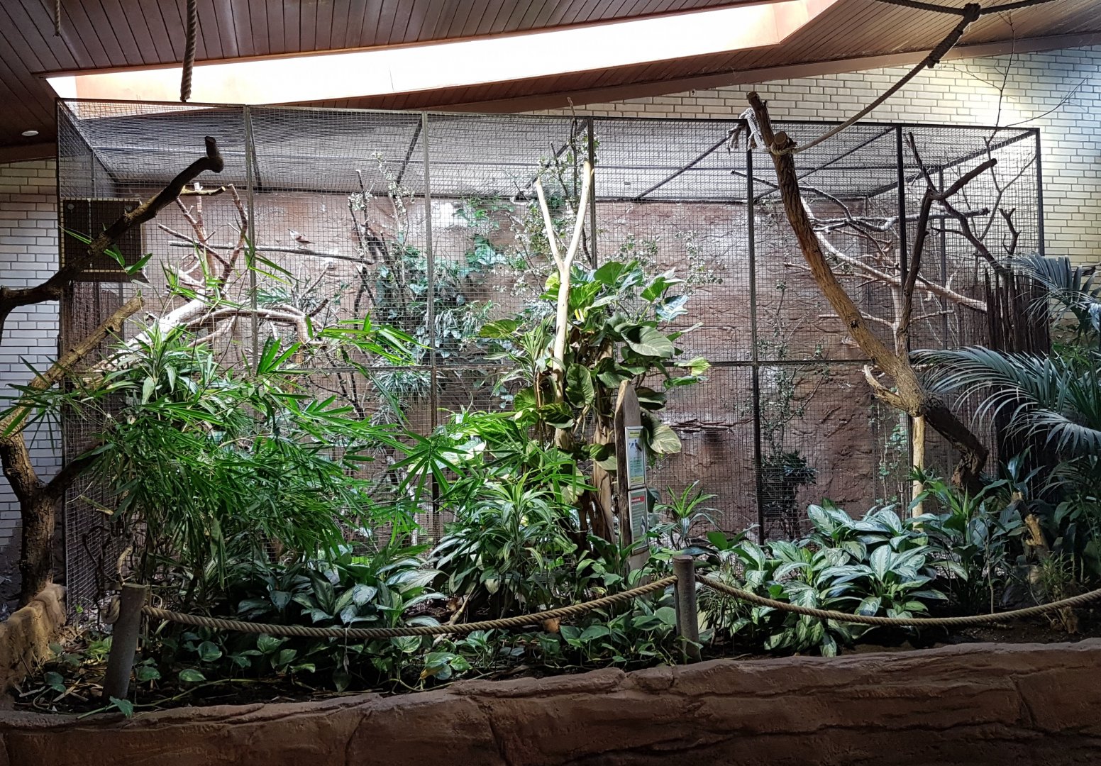 White-browed coucal aviary