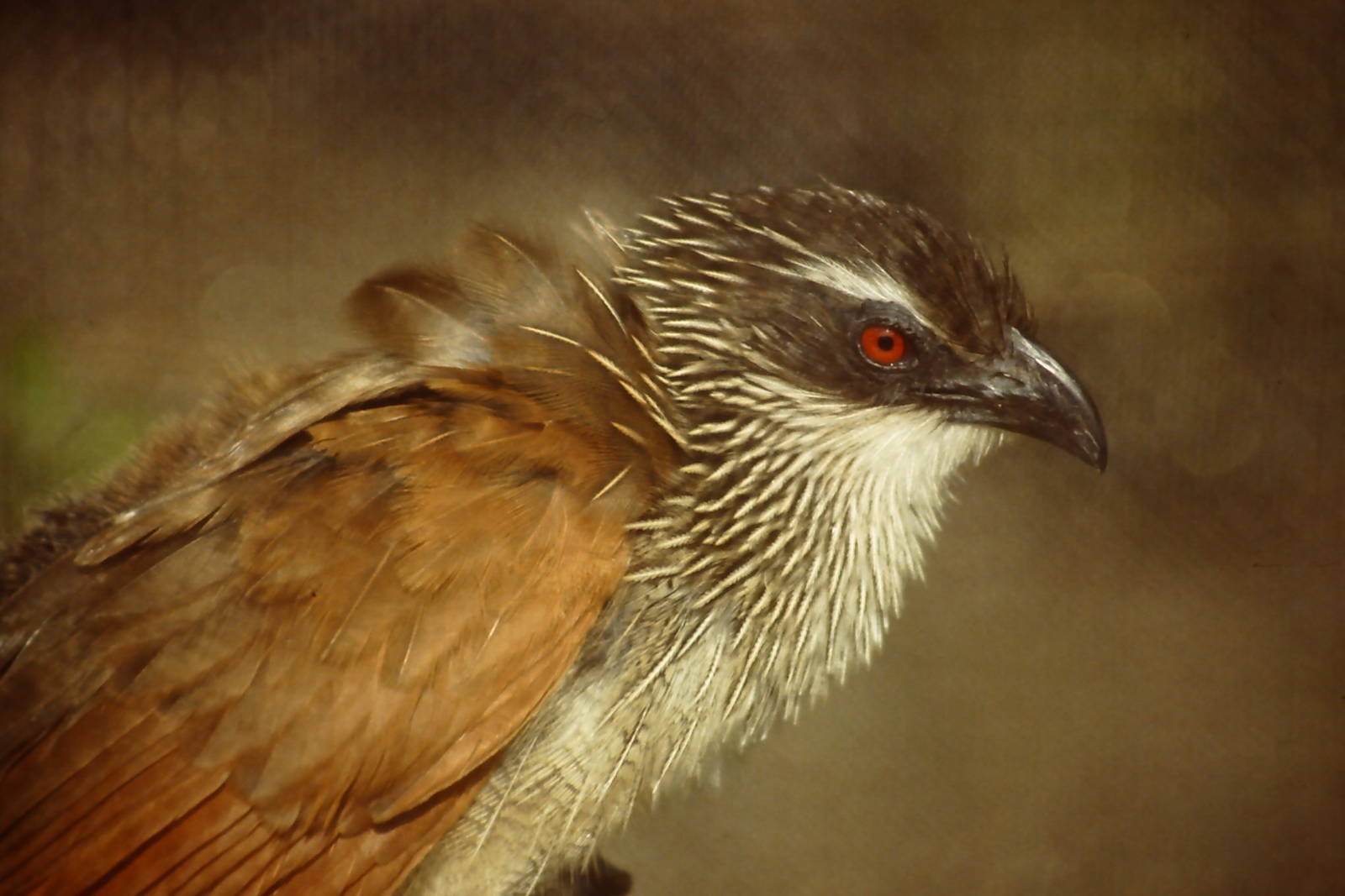 White-browed Coucal Blackpool Zoo 24 March 2012