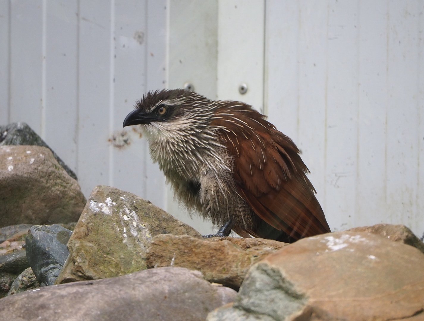 White-browed coucal (Centropus superciliosus), 2022-05-17